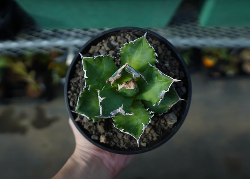 AGAVE TITANOTA WHITEFIRE ホワイトファイヤー 白火焔-