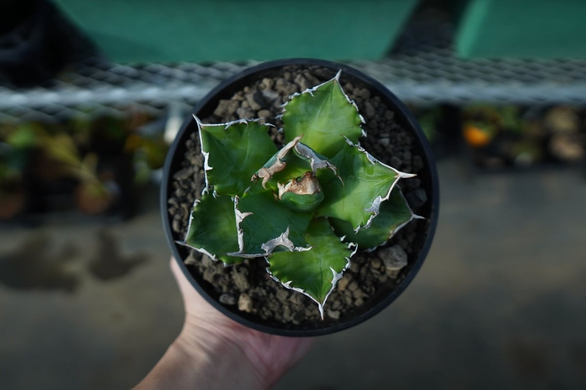 アガベ チタノタ ホワイトファイヤー agave titanota white fire 白火...