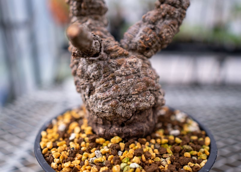 オペルクリカリア パキプス | mana's farm:塊根植物・アガベ・ドライ