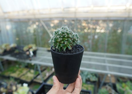 トリコディアデマ　デンサム　Trichodiadema densum  No.2