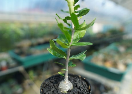 フォッケア　エデュリス　”火星人”　Fockea edulis  No.4