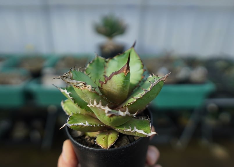 アガベ チタノタ 黒火焰 Agave titanota Black flame No.1 |