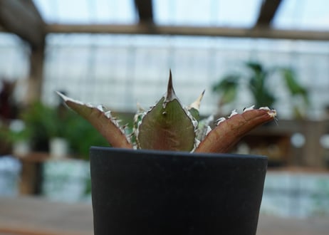 アガベ　チタノタ　レッドキャットウィーズル　Agave titanota Red catweezle　No.5
