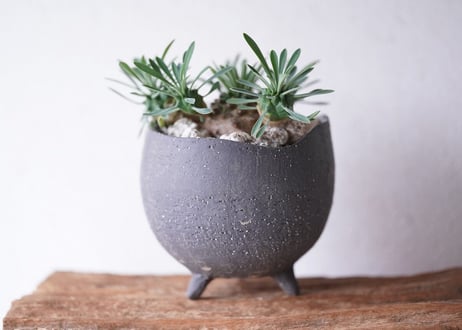 Euphorbia  'Gabisan'