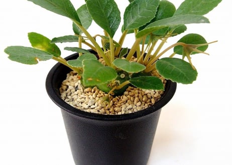 ドルステニア フォエチダ  Dorstenia foetida