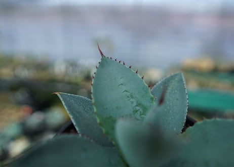 アガベ　ドラゴントゥース　Agave Dagontoes　No.4