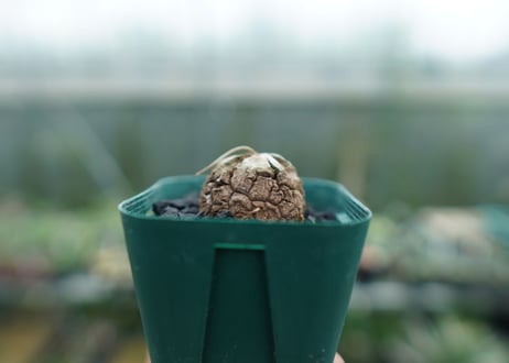 亀甲竜　Dioscorea elephantipes　No.6