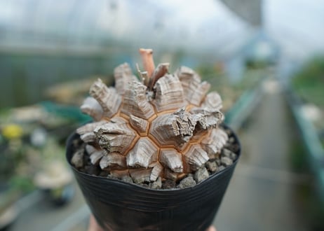 【長谷川園芸産】亀甲竜　Dioscorea elephantipes　No.1