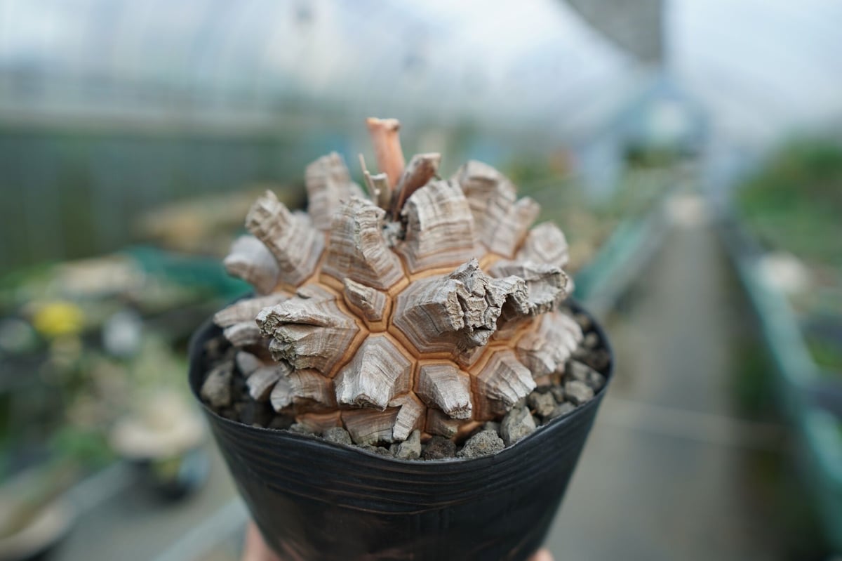 長谷川園芸産】亀甲竜 Dioscorea elephantipes No.1 | mana'