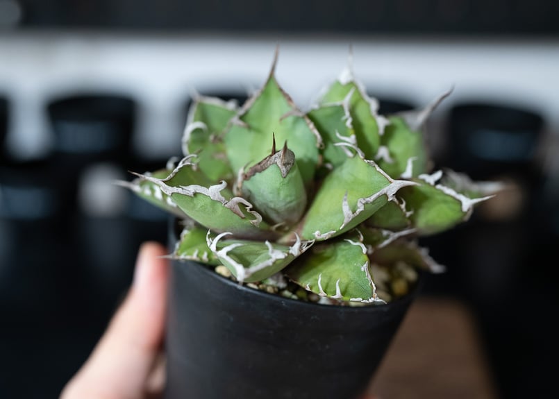 アガベ オアハカ 沖縄管理株 | mana's farm:塊根植物・アガベ