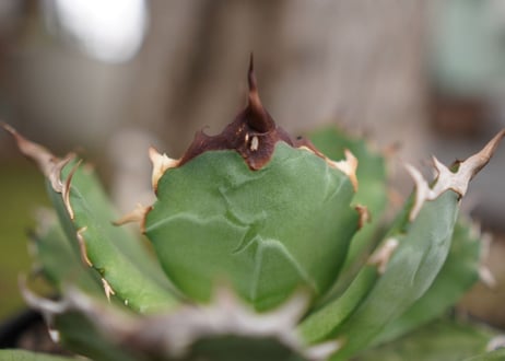 Agave titanota ”FO-76"