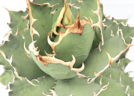 Agave titanota FO-76