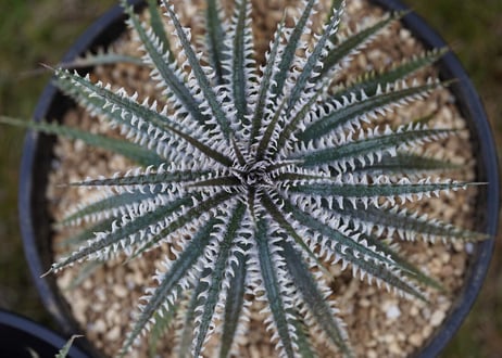 Dyckia Phoenix