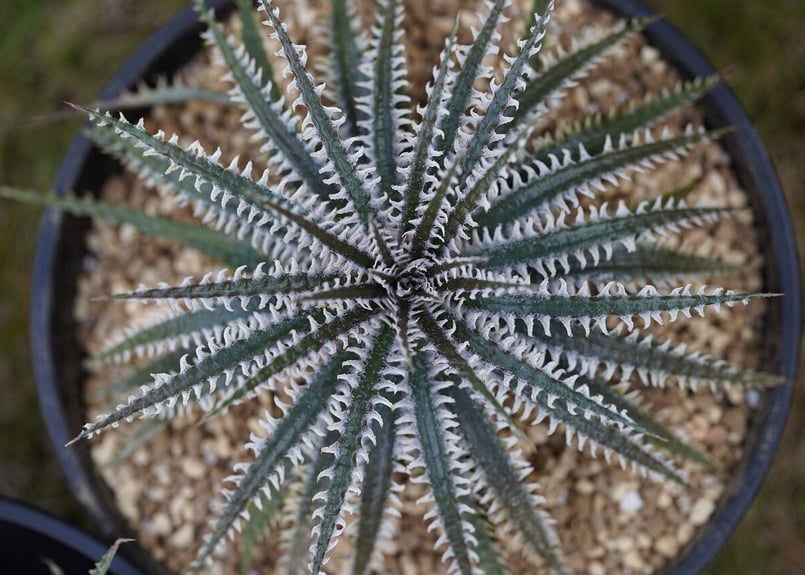 Dyckia Phoenix | mana's farm:塊根植物・アガベ・ドライガーデン植物