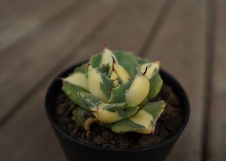 アガベ　王妃雷神錦　黄中斑　Agave　“Ohi Raijin Nishiki Kinakahu”