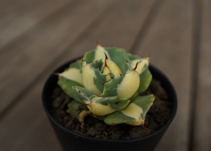 AGAVE 王妃雷神錦 【選抜】ピーチラテ/モモラテ 王妃雷神モモラテ 🍑 #agave #agaveohiraijinwhitevarigated