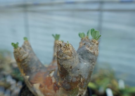 パキポディウム　エブレネウム　Pachypodium eburneum　No.1