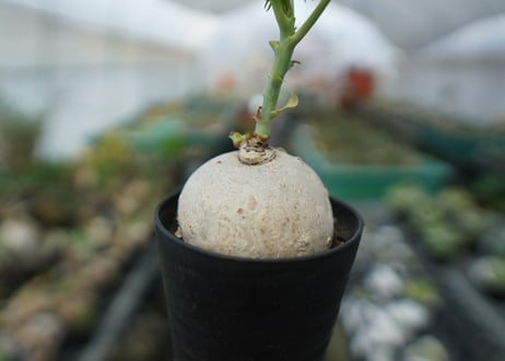 ヤトロファ　錦珊瑚　Jatropha cathartica