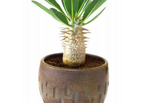 Pachypodium densiflorum シバ女王の玉櫛  №２