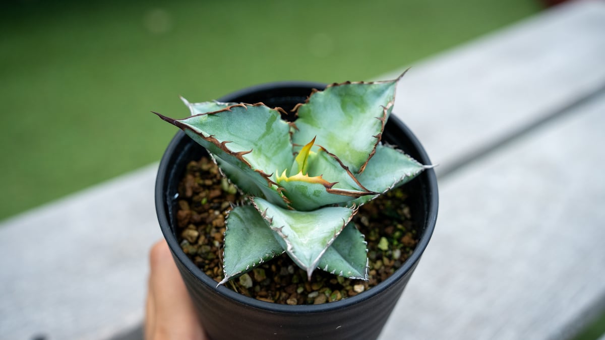 agave titanota sharksoui アガベ シャークソウイ 七 【公式通販】