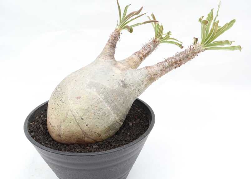 塊根植物 グラキリス 我が家の塊根植物🪴 パキポディウムグラキリス 変態株