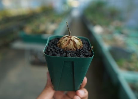 亀甲竜　Dioscorea elephantipes　No.4