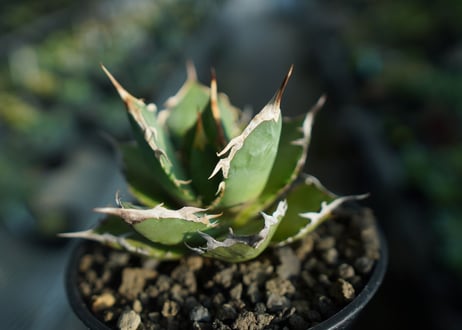 アガベ　チタノタ　FO-76　agave titanota  FO-76  No.8