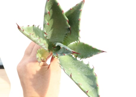 Agave colorata