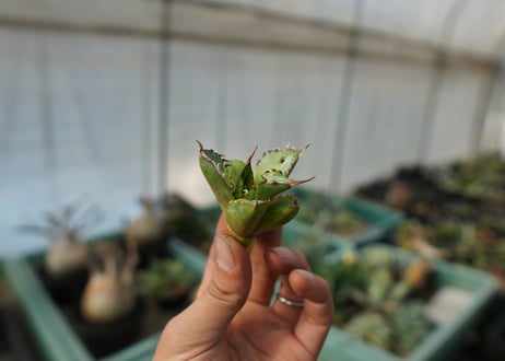 【抜き苗】アガベ　チタノタ　黄覆輪　Agave titanota variegata