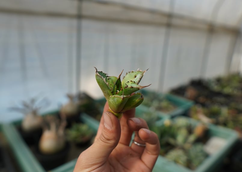 抜き苗】アガベ チタノタ 黄覆輪 Agave titanota variegata | ma
