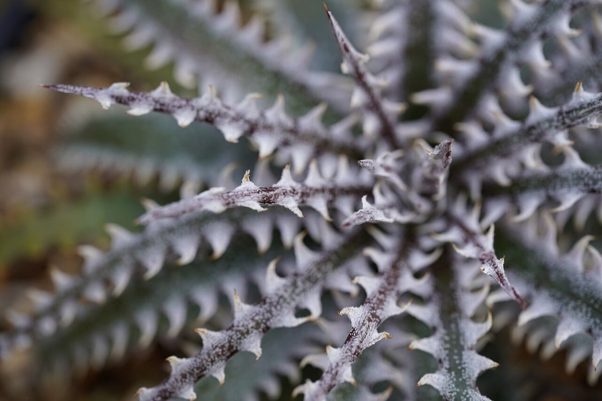 Dyckia Half21 | mana's farm:塊根植物・アガベ・ドライガーデン植物販