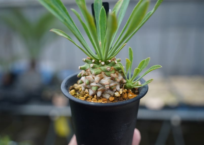 笹蟹鉄甲 | mana's farm:塊根植物・アガベ・ドライガーデン植物販売