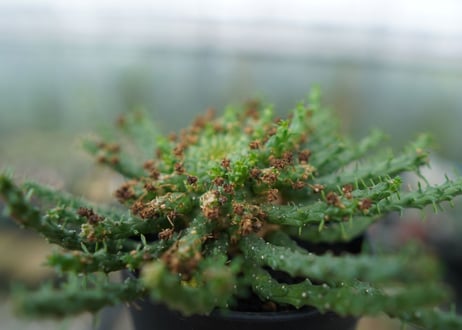 ユーフォルビア　ゴルゴニス　Euphorbia gorgonis