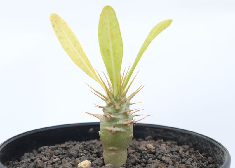 パキポディウム アンボンゲンセ | mana's green:塊根植物販売 パキポディウム アンボンゲンセ | mana's green:塊根植物販売