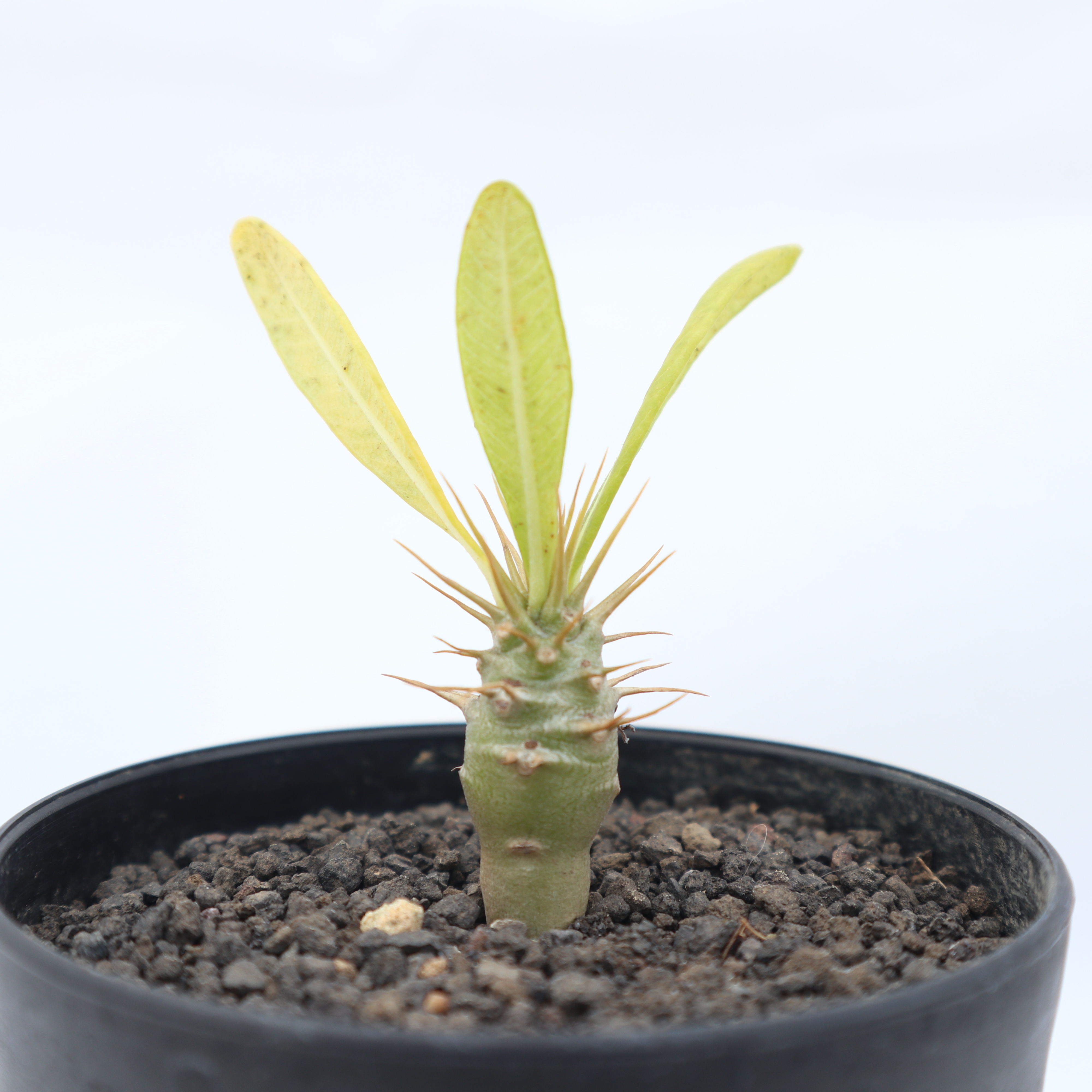 観葉植物 値下げ‼️良型❗️ 唯一無二のパキポディウム アンボンゲンセ