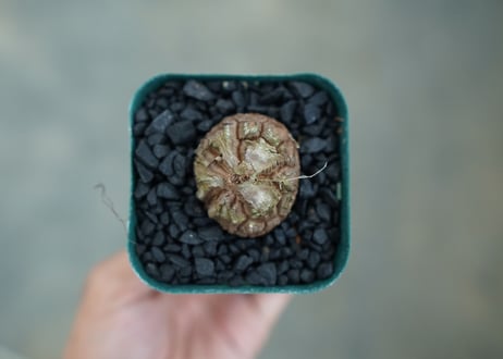 亀甲竜　Dioscorea elephantipes　No.4