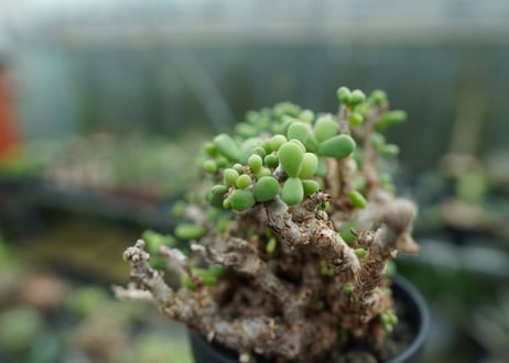 ケラリア　ピグマエア　Ceraria pygmaea  No.2