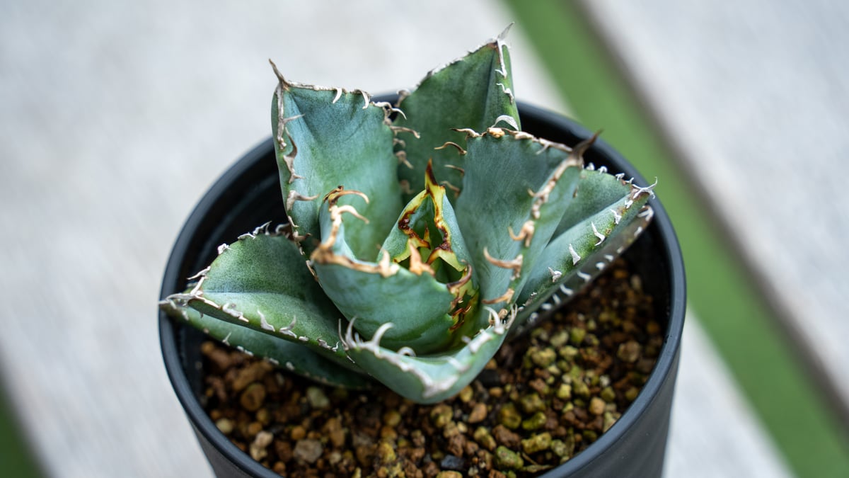 アガベ チタノタ　白鯨 アガベ・チタノタ白鯨（ボールタイプ）中-054｜agave titanota
