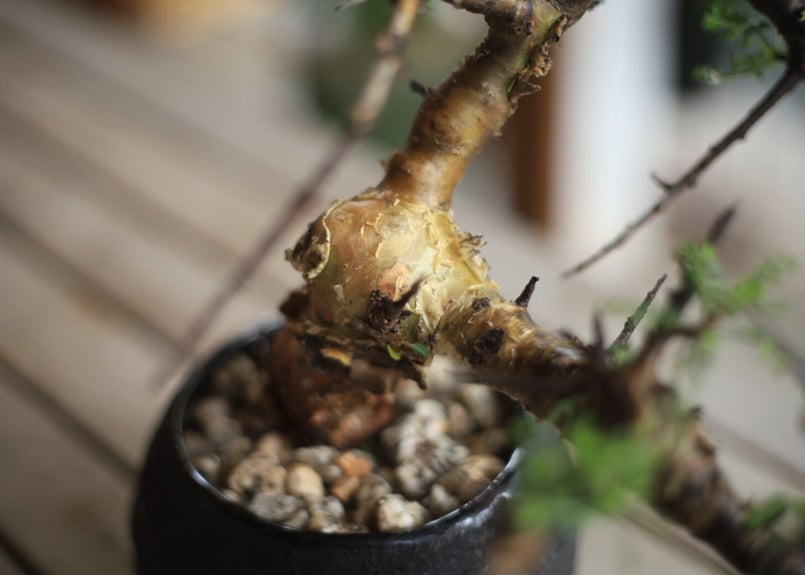 コンミフォラ Commiphora | mana's farm:塊根植物・アガベ