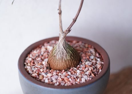 Petopentia natalensis