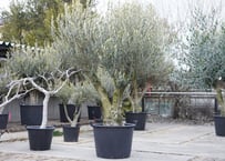 ダシリリオン ウィーレリー | mana's farm:塊根植物・アガベ・ドライ