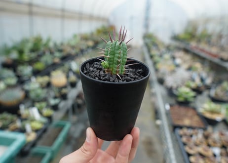 ユーフォルビア　フェロックス　Euphorbia ferox