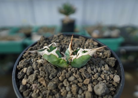 CATEGORY 特選株 | mana's green:塊根植物販売|マナズグリーン CATEGORY 特選株 | mana's green:塊根植物販売|マナズグリーン
