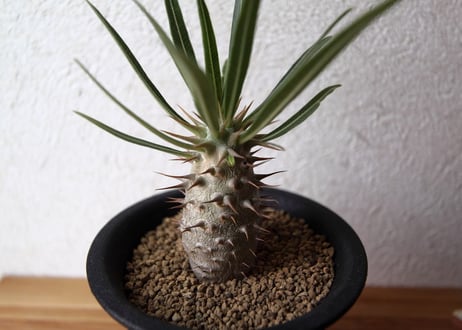 パキポディウム　ロスラーツム　Pachypodium rosulatum
