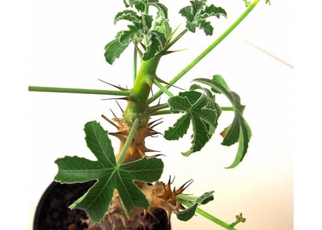 Jatropha fissispina　ヤトロファ フィッシスピナ