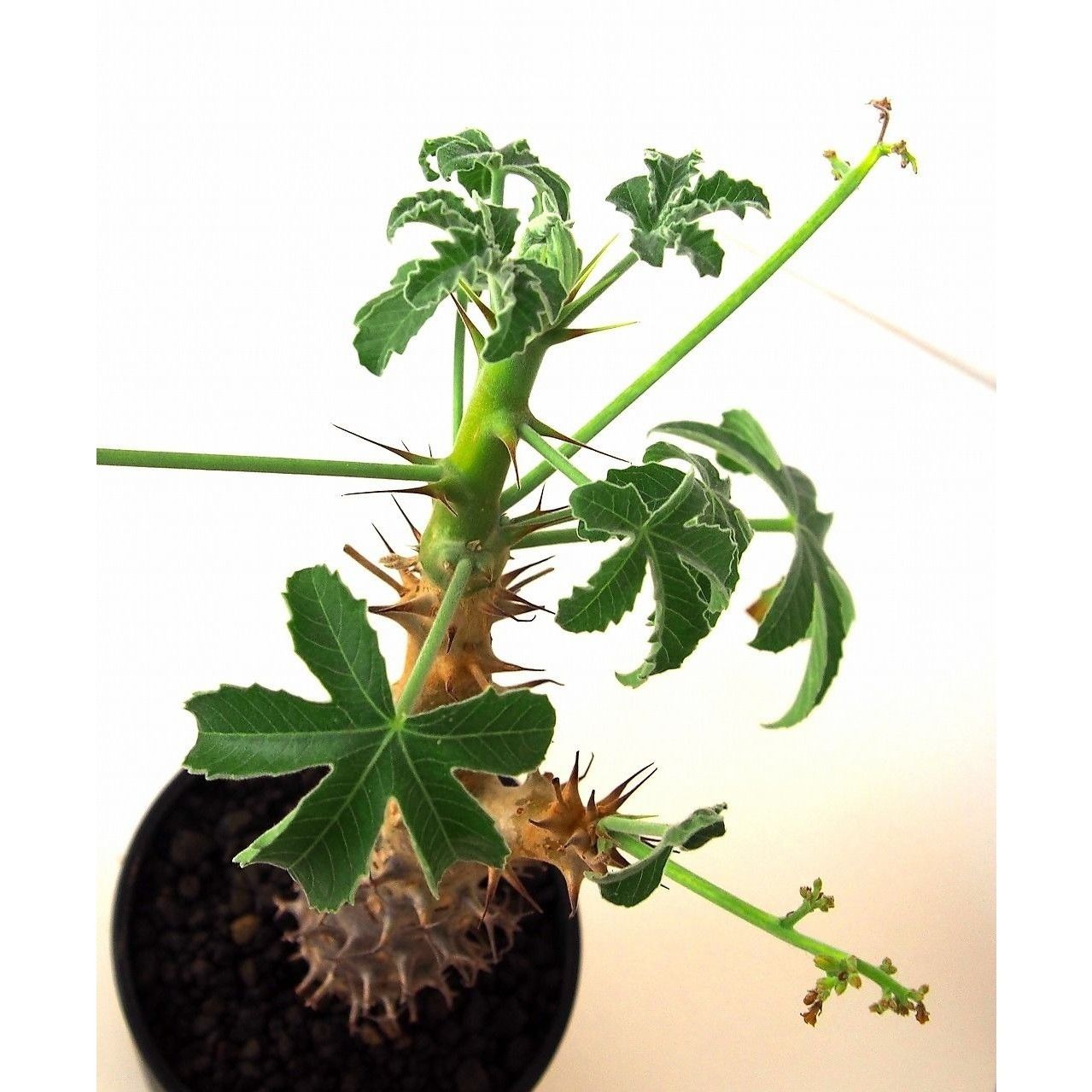 Jatropha fissispina ヤトロファ フィッシスピナ | mana's farm
