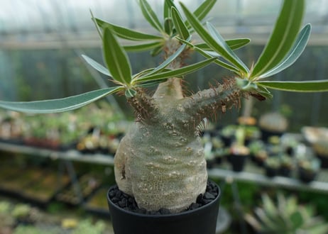パキポディウム　グラキリス　 Pachypodium Gracilius　No.3