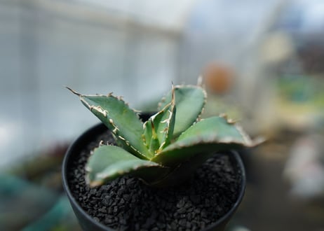 アガベ　チタノタ　FO-76　agave titanota  FO-76　No.3