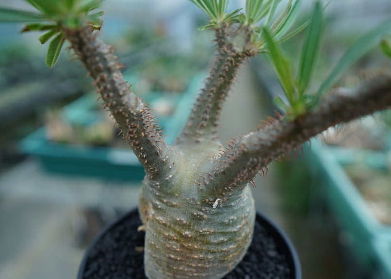 パキポディウム グラキリス Pachypodium Gracilius No.5 | ma