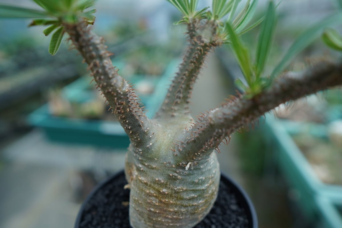 パキポディウム グラキリス Pachypodium Gracilius No.5 | ma パキポディウム グラキリス Pachypodium Gracilius No.5 | ma